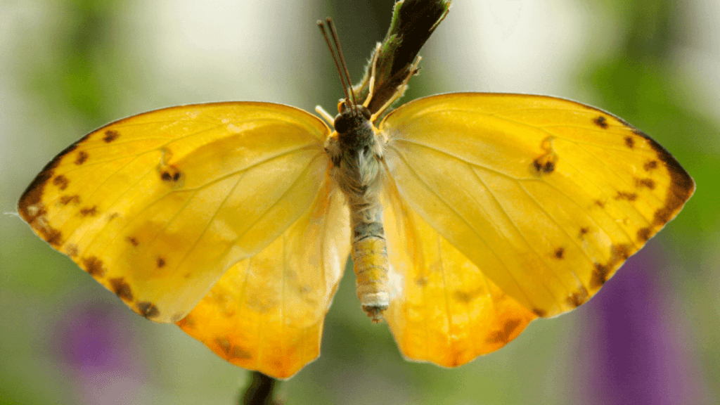 Costa Rica Butterfly Garden