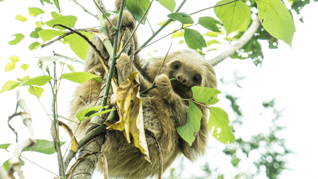 Costa Rica